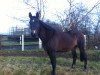 broodmare Pan Amerika (Westphalian, 1994, from Pakt)