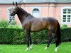 broodmare Ithaka 6 (Oldenburg, 2009, from Sir Donnerhall I)