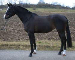 dressage horse Amazing Pearl (Württemberger, 2009, from Anton)