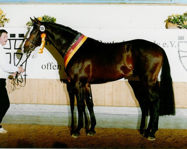 stallion Anton (Holsteiner, 1998, from Acorado I)