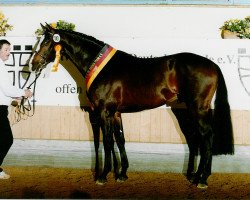 stallion Anton (Holsteiner, 1998, from Acorado I)