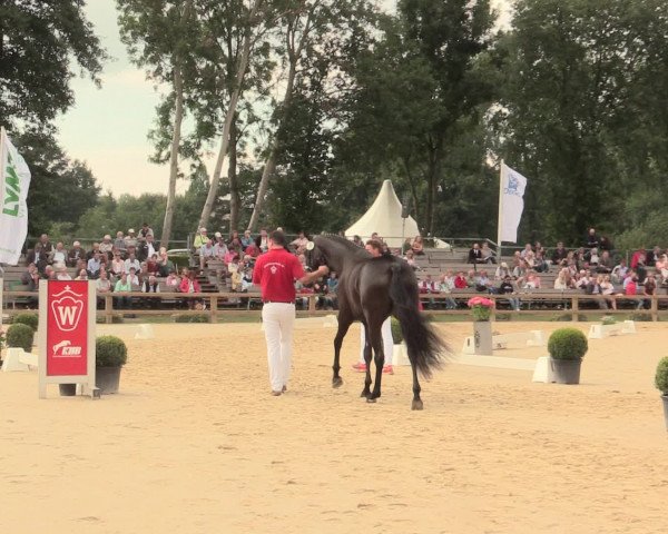 51. Westfälische Eliteschau Reitpferde-, Friesen- und Kaltblutstuten