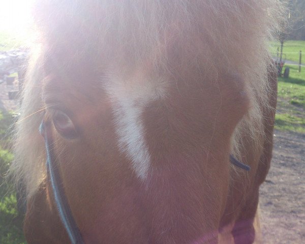 horse Menja vom Gerberhof (Iceland Horse, 2003, from Leiri vom Gerberhof)