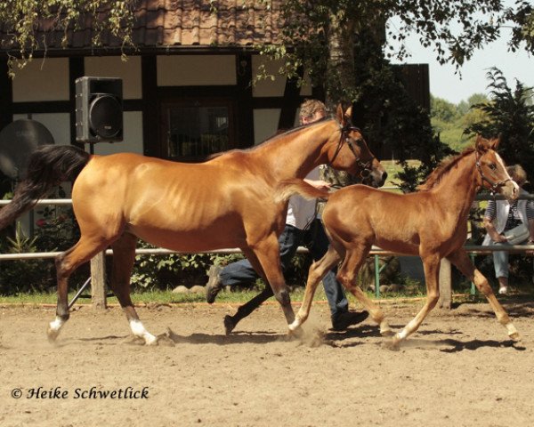 broodmare Psyches Imperia ox (Arabian thoroughbred, 2000, from Psyches Ambassador ox)