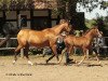 broodmare Psyches Imperia ox (Arabian thoroughbred, 2000, from Psyches Ambassador ox)