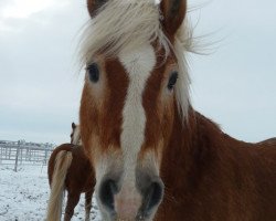 Dressurpferd Nörd (Haflinger, 1993, von Nordstern)