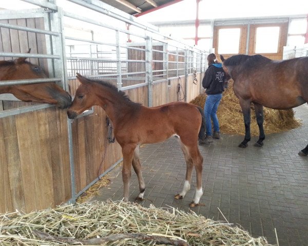 broodmare Pippa (Westphalian, 2014, from Pilothago)