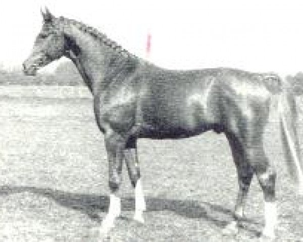 stallion Glistan (Brandenburg, 1983, from Glimmer)