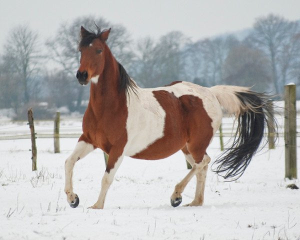 broodmare Lambada (Little German Riding Horse, 1997, from Lack)