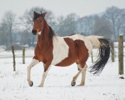 Zuchtstute Lambada (Kleines deutsches Reitpferd, 1997, von Lack)