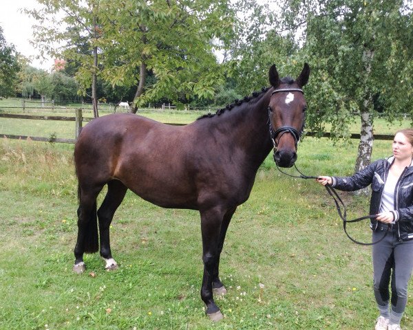 horse Leonora AS (Oldenburg show jumper, 2010, from Lesotho)