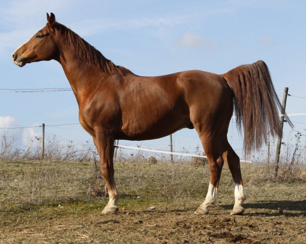 horse Timi 10 (Zweibrücken, 2003, from Tabaluga)