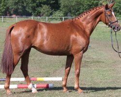 broodmare Farina (Hanoverian, 2005, from Fabriano)