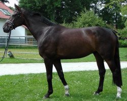 dressage horse Bloomberg Wlo (Hanoverian, 2009, from Benetton Dream FRH 1301)