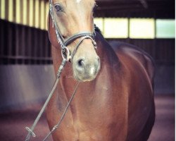 dressage horse Rich Harvest (Hanoverian, 2007, from Rascalino)