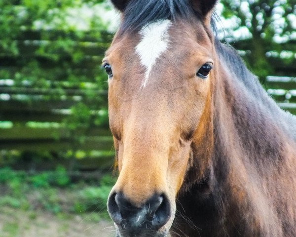 Pferd Wie ein Lieschen (Hannoveraner, 1998, von Wonderland)