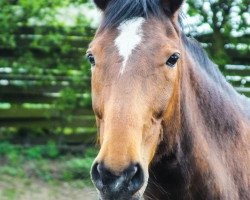 horse Wie ein Lieschen (Hanoverian, 1998, from Wonderland)