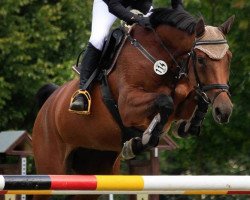 jumper Chiara 300 (German Sport Horse, 2007, from Claudio's Son)