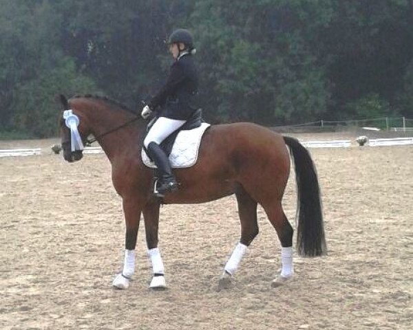 dressage horse Mika As (Mecklenburg, 2007, from Mighty Magic)