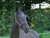 broodmare Ebony TH (Westphalian, 2012, from Ehrenpreis)