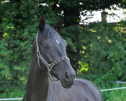 Zuchtstute Ebony TH (Westfale, 2012, von Ehrenpreis)