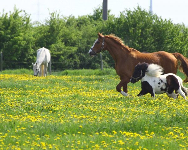 Pferd Chilli (Shetland Pony, 2006)