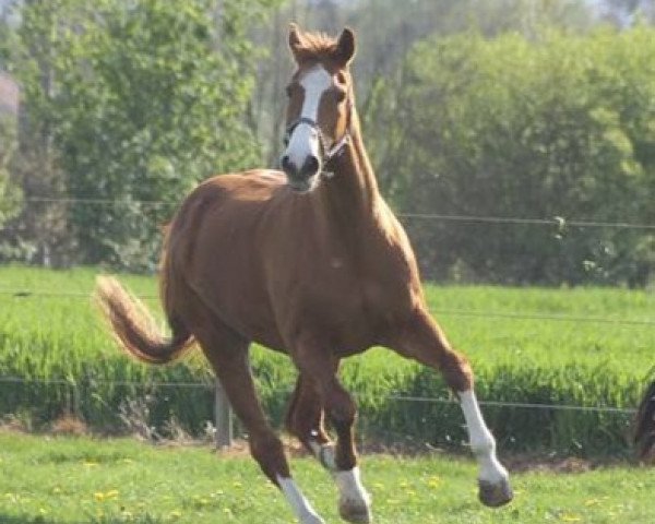 horse Pepper (Westphalian, 1994, from Playmate xx)