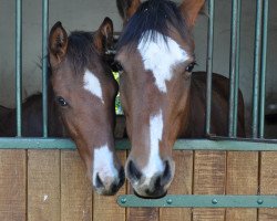 broodmare Arabiata (Holsteiner, 2008, from My Happy Guest xx)