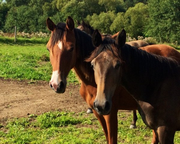 Zuchtstute MY Happy Girl - KL (Holsteiner, 2013, von Lyjanero)