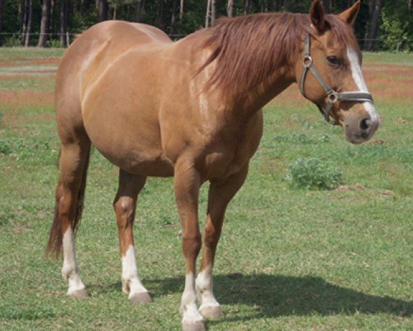 Zuchtstute Texana Royal Litenin (Quarter Horse, 1993, von Waggoner Royal)