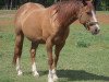 Zuchtstute Texana Royal Litenin (Quarter Horse, 1993, von Waggoner Royal)