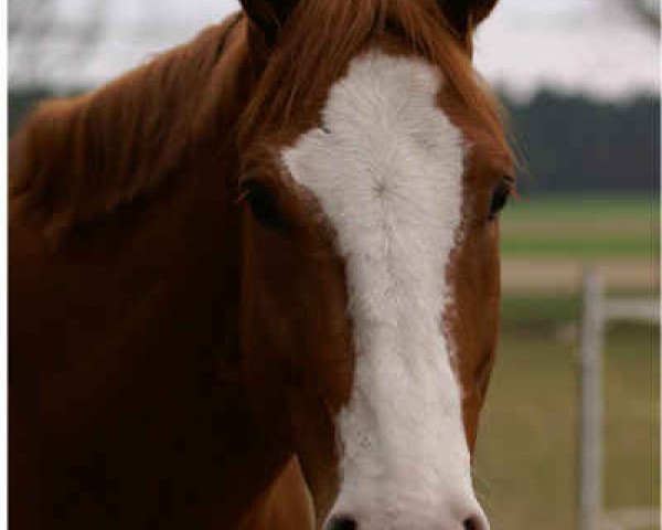 Pferd Peppy San Litenin (Quarter Horse, 2005, von Royal Litenin Peppy)