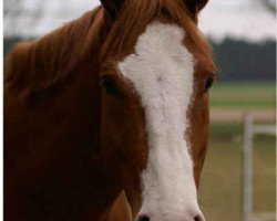 Pferd Peppy San Litenin (Quarter Horse, 2005, von Royal Litenin Peppy)