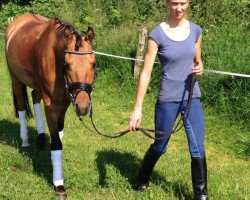 dressage horse Goldi (German Riding Pony, 2011, from Garfield)