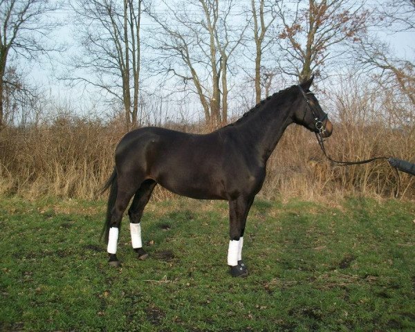dressage horse Dolly (Hanoverian, 2009, from Don Frederico)