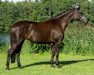 broodmare Donaukaiserin (Trakehner, 2009, from Axis TSF)