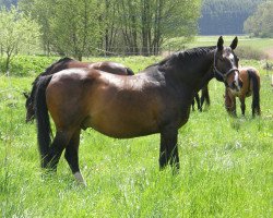 horse Ronny (Hessisches Warmblut, 1990, from Reflektor)