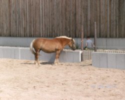 Pferd Emma (Haflinger-Mix, 2002)