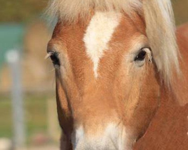 Dressurpferd Nando (Haflinger, 1996, von Nordstern (12,5% ox))