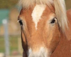 dressage horse Nando (Haflinger, 1996, from Nordstern (12,5% ox))