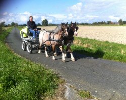 Zuchtstute Passgespann Briska und Sharon (Deutsches Reitpony, 1997, von Crimon Brenin)