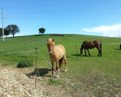 Pferd Dimbiltá von Ellenbach (Islandpferd, 2008, von Blettur von Ellenbach)