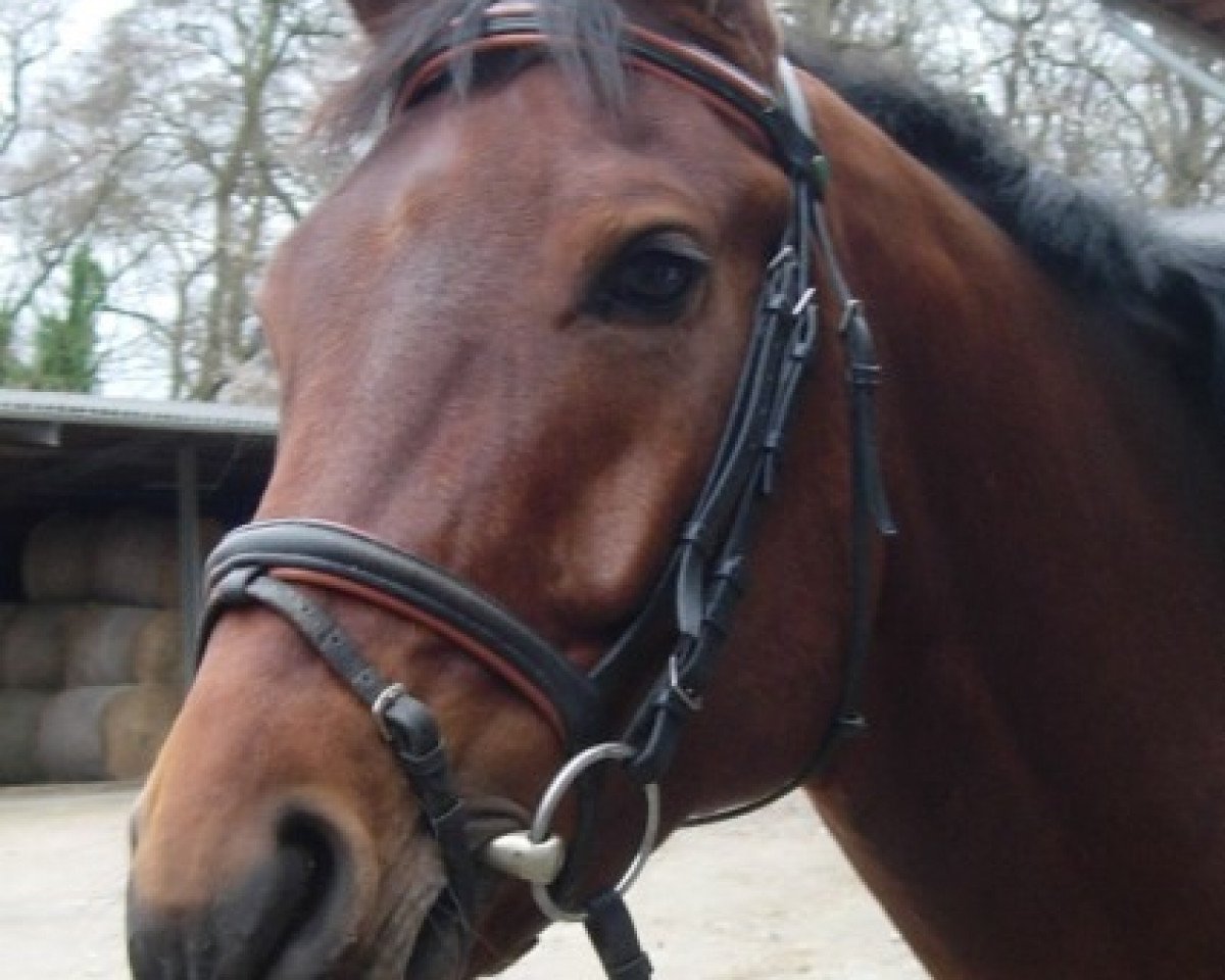 Pferd Connor Mac Leod 3 (Oldenburger, 2002, von Cockpit)