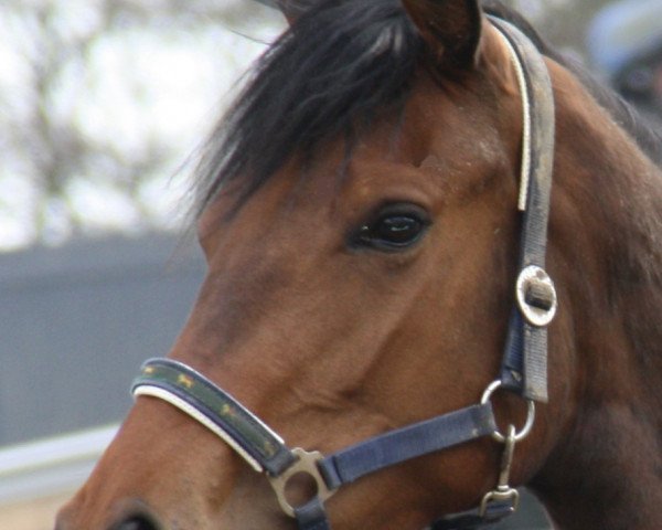 broodmare Zz Top (Holsteiner, 2007, from Lavall I)