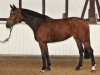 broodmare Zarmora (KWPN (Royal Dutch Sporthorse), 2004, from Marlon)