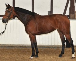 broodmare Zarmora (KWPN (Royal Dutch Sporthorse), 2004, from Marlon)