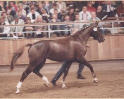 broodmare Römerin (Westphalian, 1990, from Renoir I)