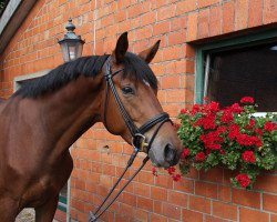 Pferd Folco (Trakehner, 2010, von Impetus)