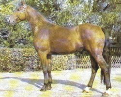 stallion Wendelin I (Hanoverian, 1974, from Wendekreis)