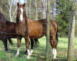 broodmare Wanja (Hanoverian, 1991, from Western Star)